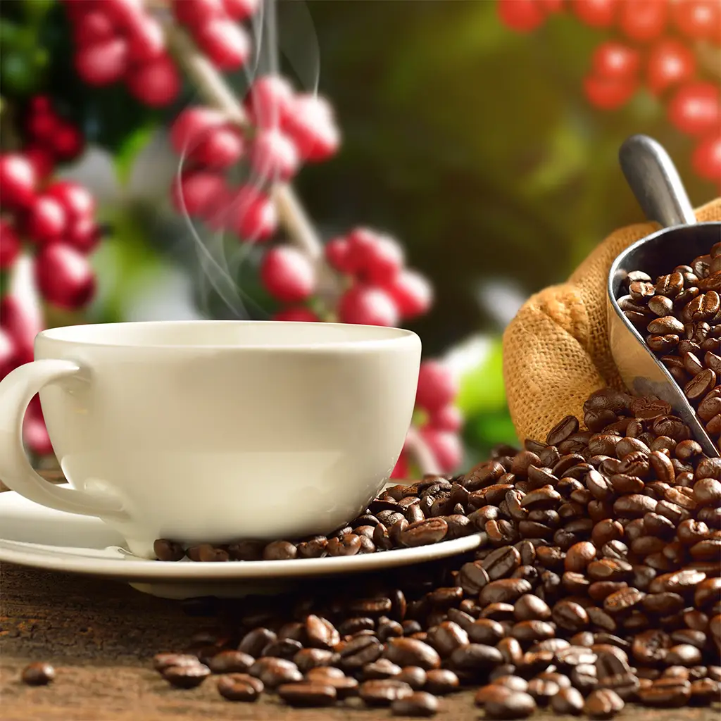 Best Arabica Coffee Beans for Espresso